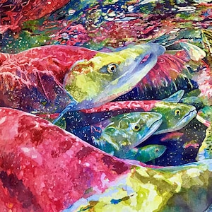 Desove de Kokanee por Grant Nixon - Póster mate premium