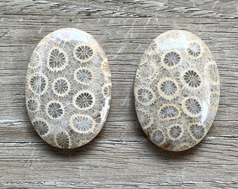 Fossilized Coral Oval Cabochon Lot - 2 Options