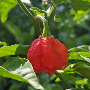 7 pot Brainstrain