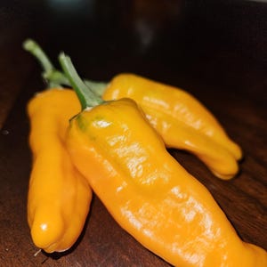Orange Fish