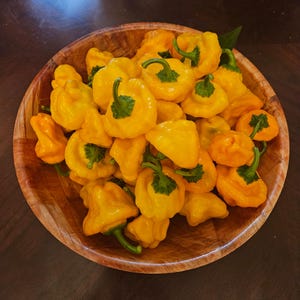 Jamaican Yellow Mushroom pepper seed