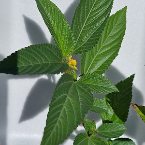 Egyptian spinach seed