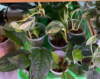 8 esquejes de plantas misteriosas