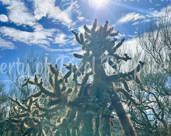 Arizona Sky con cactus