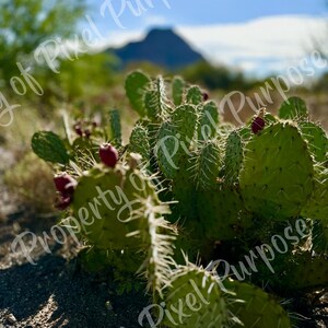 Cacti