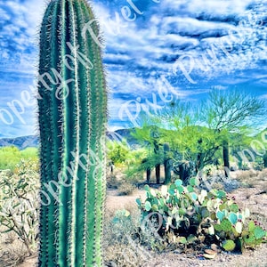 Arizona Sky W/ Saguaro