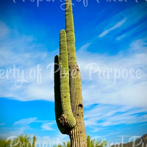 Arizona Sky W/ Saguaro