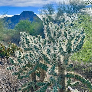 Arizona Sky W/ Saguaro
