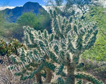 Cielo de Arizona con Saguaro