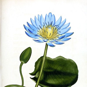 Cartolina botanica "Blue Lotus"