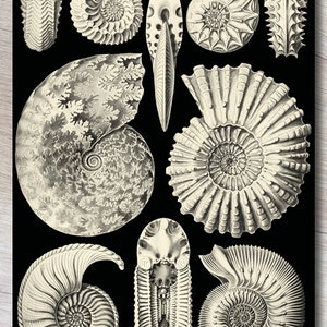 Cartolina "Ammoniti"