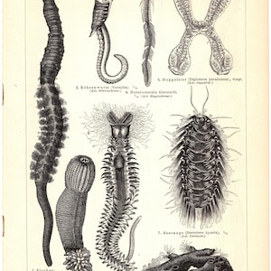 May include: A detailed black and white scientific illustration of various worm species. The image shows different types of worms, each labelled with scientific names, set against a vintage paper background. The title "Würmer I." is at the top of the image.