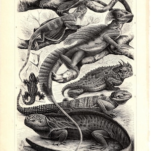 May include: A vintage black and white illustration of seven different types of lizards, including a leguan, basilisk, flying dragon, horned lizard, gecko, and a marine iguana. The image is labelled with the scientific names of each lizard.