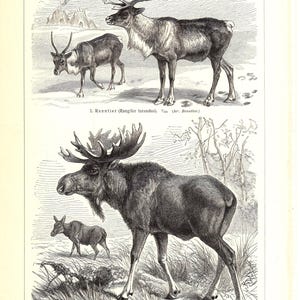 Puede incluir: Ilustración antigua de ciervos y alces. La sección superior presenta un reno con grandes cuernos y un reno más pequeño. La sección inferior muestra un gran alce con un alce más pequeño. La imagen es en blanco y negro.