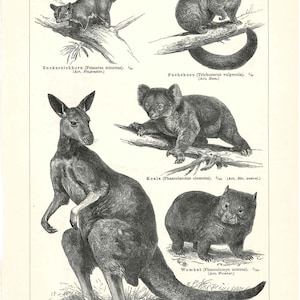 Puede incluir: Ilustración antigua en blanco y negro de varios marsupiales, incluyendo una ardilla voladora, un cuscus, un koala, un wombat y un canguro. Los dibujos detallados están etiquetados con nombres científicos y medidas.