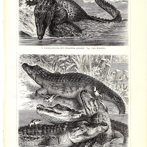 Puede incluir: Una ilustración antigua titulada "Krokodile I" con dibujos detallados en blanco y negro de cocodrilos en su hábitat natural. La imagen incluye texto que identifica las especies y la fuente.