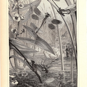 May include: A detailed black and white illustration of dragonflies and aquatic plants, titled "Wasserjungfern." The image shows several dragonflies, some with wings extended, amidst reeds, lily pads, and flowers. The illustration is from a vintage publication.