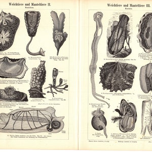 Può includere: Un'illustrazione scientifica vintage in bianco e nero con disegni dettagliati di vari invertebrati marini. La pagina proviene da un vecchio libro, che mostra studi anatomici dettagliati di creature marine.