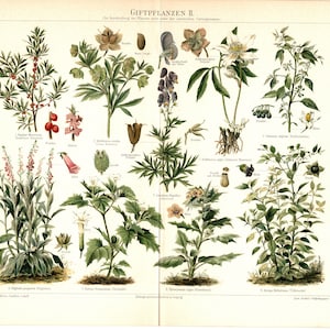 Original 1897 Antique Colour lithography print poisonous plant nature vegetation leaf green stem thorn petal flower bush tree garden park
