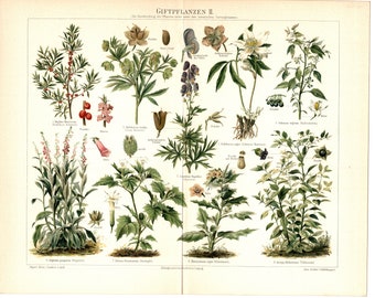 Original 1897 Antique Colour lithography print poisonous plant nature vegetation leaf green stem thorn petal flower bush tree garden park