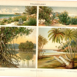 Original Vintage Lithographie-Druck von 1897 mit Strandpflanzen im baltischen Mittelmeerraum Sri Lankas und der indo-malaiischen Region Palmensand sonnig Kokosnusskunst