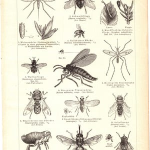 Original 1897 antique lithography print of different insects fly beetle wasp mosquito antenna nature wing crawly creatures bug legs long