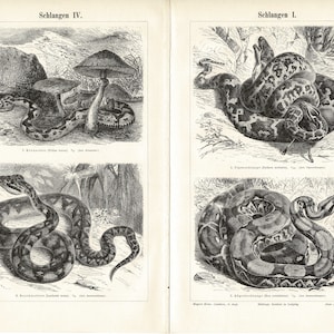Original 1897 Antique lithography print antique lithography print of different species of snakes cobra reptile wild life animal carnivorous