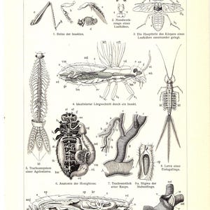 Original 1905 Antique lithography print of anatomy of insects ants bug inset nature queen egg development silk larva larvae nest
