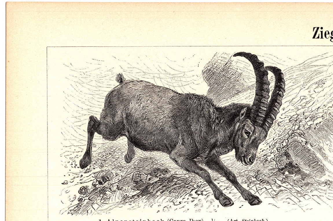Original 1897 Antique Colour Lithography Print Difference Goat Species ...