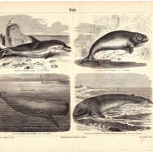 May include: A vintage black and white illustration of four different types of whales. The top left image shows a dolphin, the top right image shows a porpoise, the bottom left image shows a sperm whale, and the bottom right image shows a fin whale.