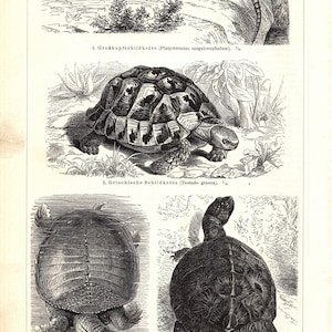 May include: An antique illustration of various turtle species. The image features detailed black and white drawings of turtles, including a large-headed turtle, a Greek tortoise, a softshell turtle, and a European pond turtle. The title "Schildkröten II" is at the top.