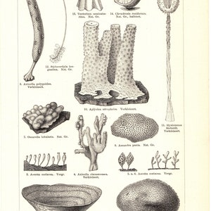 Original 1897 Impresión de litografía en color antiguo Vidrio nadado Planta oceánica esponja esqueleto porifera suelo profundo biodiversidad citoplasma Antártida