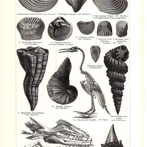 Original litografi från 1896 fossil geologisk period snäckskal fossil arkeologi mineralogi petrologi geologi ammoniter kritbildning