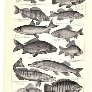 Original 1897 impresión de litografía antigua de animales marinos granja de pesca artificial Salmón carpa atún carta de peces dieta naturaleza mar océano vida marina