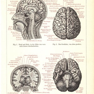 May include: A detailed anatomical illustration of the human brain, showing various sections and structures, including the cerebrum, cerebellum, brainstem, and spinal cord. The image is labeled with German anatomical terms.