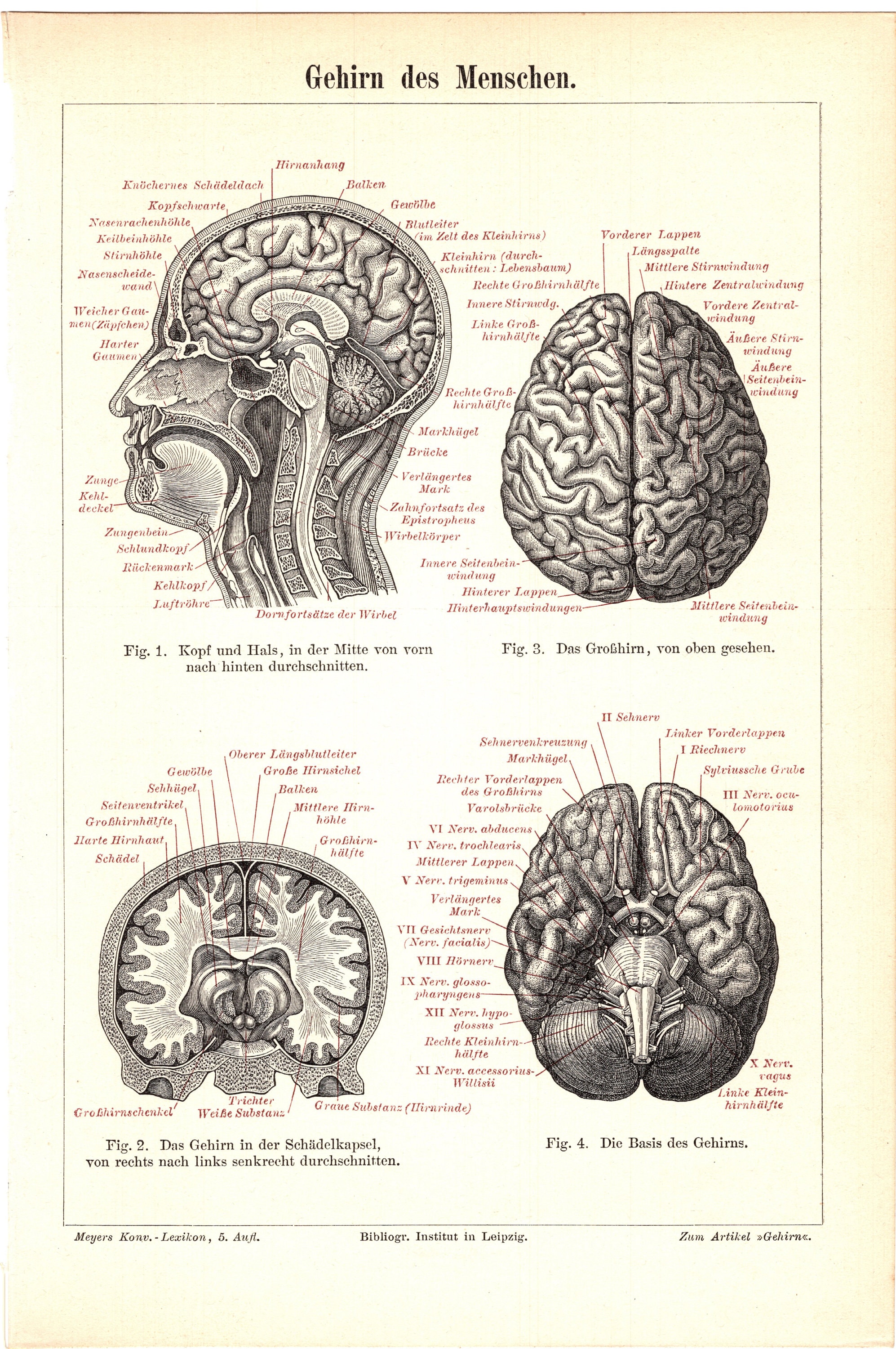 希少 ILLUSTRATION OF THE BRAIN I〜III 脳解剖図譜 Original 1897 Antique Colour Lithography Print the Human Anatomy