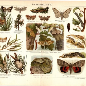 May include: A vintage educational chart titled "Schmetterlinge II" featuring illustrations of various moths and caterpillars in their natural habitats. The chart includes detailed drawings of the insects in different stages of development, along with their scientific names and descriptions in German.