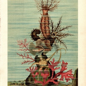 May include: An illustration of a sea cucumber, a starfish, and seaweed. The sea cucumber is pink and has a long, thin body. The starfish is yellow and has five arms. The seaweed is red and has a feathery appearance. The illustration is labeled "Seegurke" and includes the text "1. Kletter-Seegurke Cucumaria Plancil. 2. Ein Schlangenstern. 3. Eine Alge. Meyers Konz-Lexikon, 5. Aufl. Bibliographisches Institut in Leipzig. Zum Artikel Seegurken."