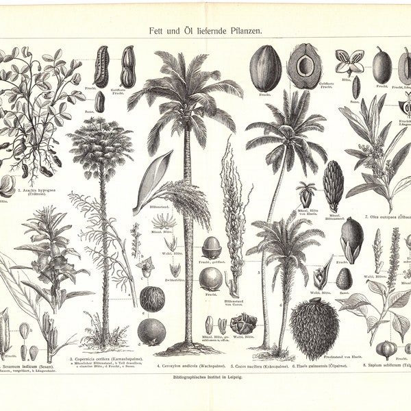 Original 1907 Antique Colour lithography print Fat and oil producing plant seed buds palm trees spun fibre coconut forest plantation leaf