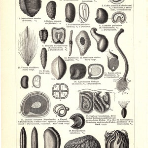 Original 1897 Antik Färglitografitryck av olika frön Jordbruk Växter Frö Embryonal Reproduktion Fröämne Ormbunke Mossor Nisch