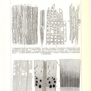 May include: Detailed black and white illustration of wood cell structures, including cross-sections and longitudinal views. Features labeled diagrams of tracheids, vessels, and other cellular components. Text in German.