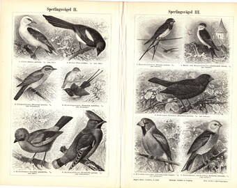 Original 1897 antique lithography print of different species of birds biology paradise beak parrot hummingbird peacock pheasant dove pigeon