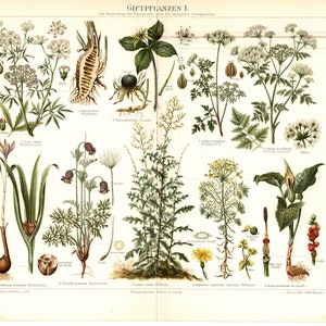 Original 1897 Antique Colour lithography print poisonous plant nature vegetation leaf green stem thorn petal flower bush tree garden park
