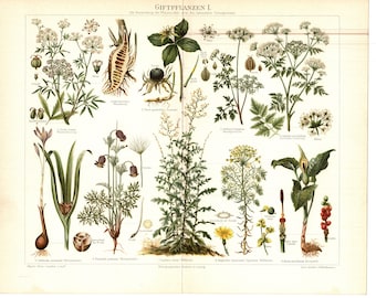 Original 1897 Antique Colour lithography print poisonous plant nature vegetation leaf green stem thorn petal flower bush tree garden park