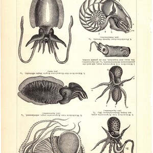 Könnte beinhalten: Vintage wissenschaftliche Illustration verschiedener Kopffüßer, darunter ein Tintenfisch, Nautilus, Sepia und Oktopus. Der Schwarz-Weiß-Druck zeigt detaillierte anatomische Zeichnungen und Beschriftungen.