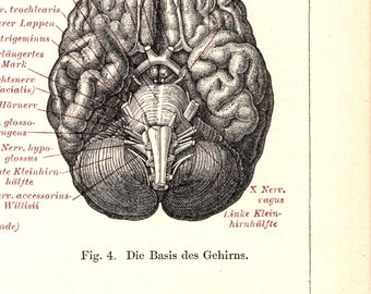 Original 1897 Antique Colour Lithography Print the Human Anatomy