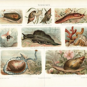 Original 1897 antique Colour lithography print Snails Schnecken insects bugs pulmonate gastropod molluscs shell slug sea freshwater cochlea