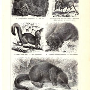 以下が含まれることがあります： 5種類の食虫動物のイラストが描かれた、ヴィンテージの白黒プリント。ハリネズミ、ゾウネズミ、ツパイ、テンレック、デスマンの詳細な図面が、学名とテキストとともに印刷されています。