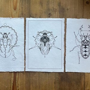 Ręcznie zaprojektowane ilustracje owadów