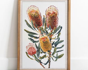 Puede incluir: Una ilustración botánica enmarcada de una rama de flores de Banksia. Las flores son una mezcla de rojo, naranja y amarillo, con hojas verdes.